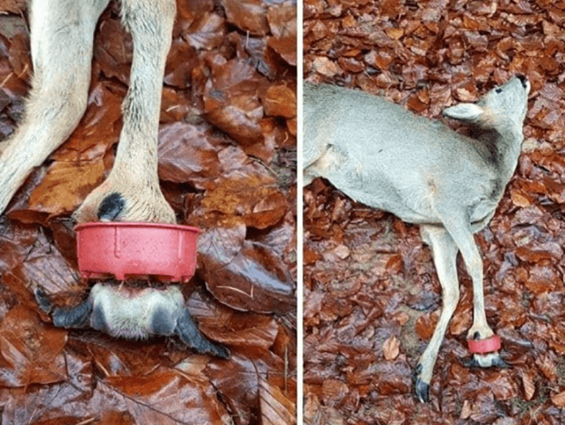 Доказательства того, что человек не заслужил нашу Планету (16 фото)