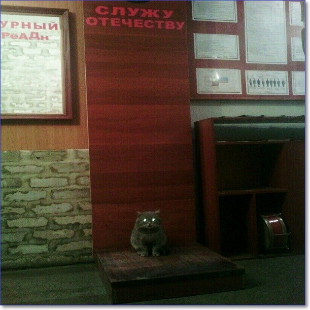 Смешные фото