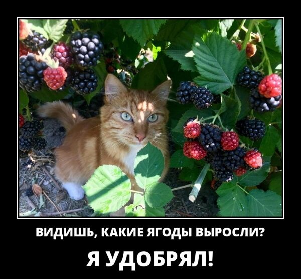 Классные демотиваторы мая (30 демок)