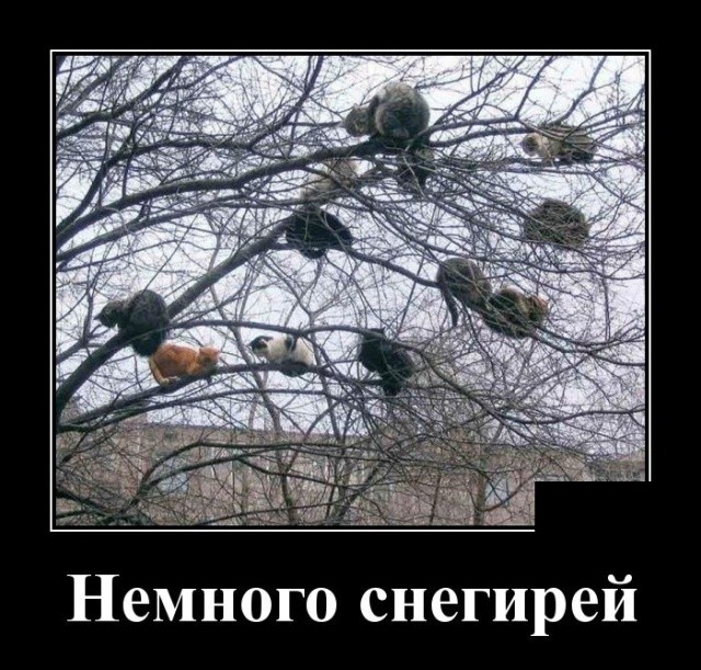 Свежие демотиваторы на праздники Свежие демотиваторы на праздники