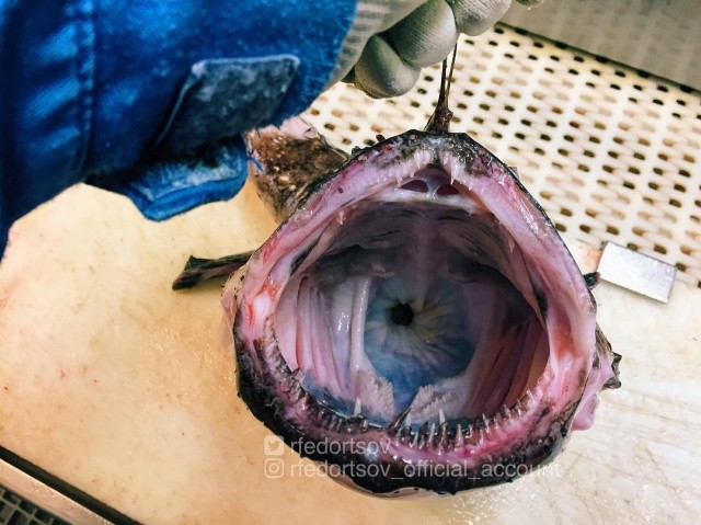 Чудища морских глубин (30 фото)