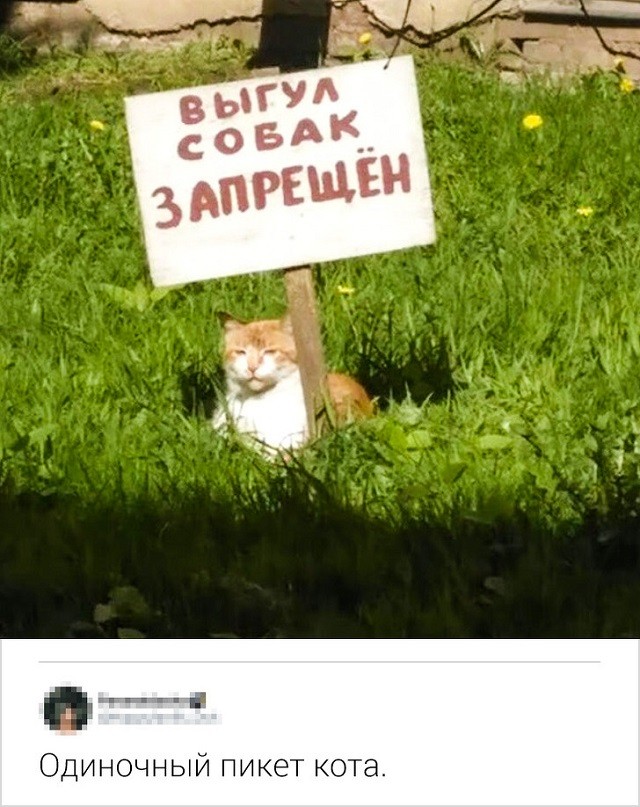 Новая порция юморесок и острот с просторов сети (17 скриншотов) Новая порция юморесок и острот с просторов сети (17 скриншотов)