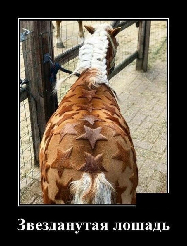 Демотиваторы 2019 года: смешные и свежие