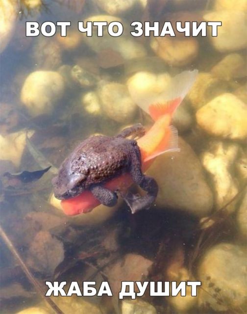 Смешные мемы, картинки и много другого юмора (20 фото)