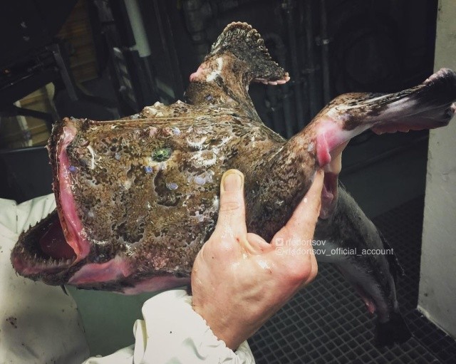 Чудища морских глубин (30 фото)