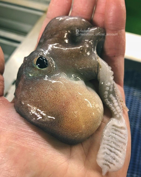 Чудища морских глубин (30 фото)