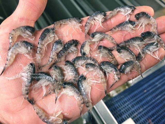 Чудища морских глубин (30 фото)