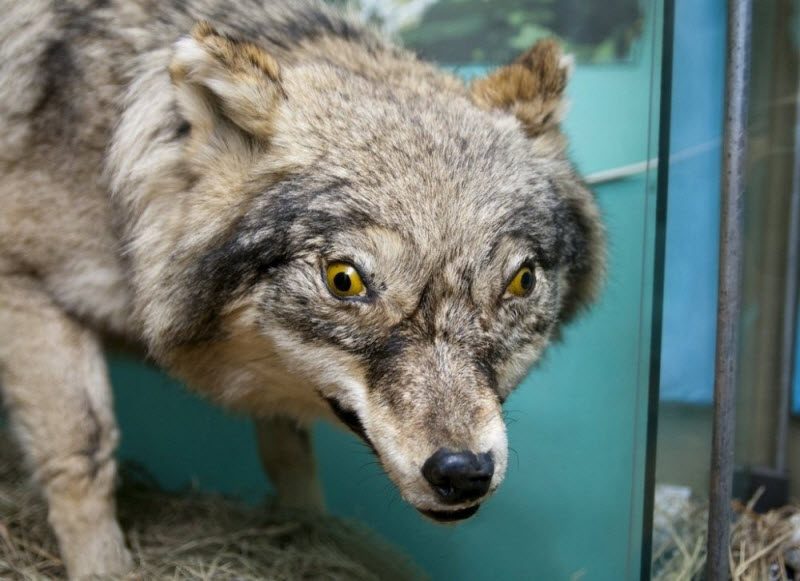 WTF: что тут происходит? (39 фото) WTF: что тут происходит? (39 фото)