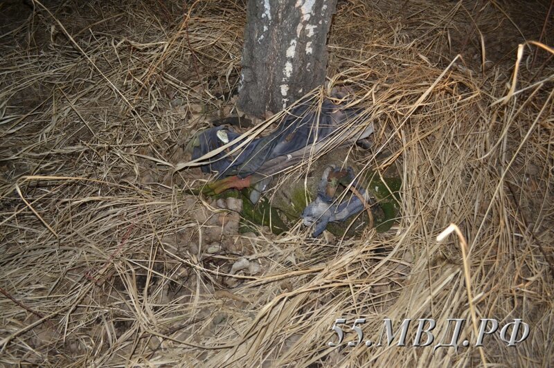 В Омской области нашли человеческий скелет, привязанный к дереву (2 фото)