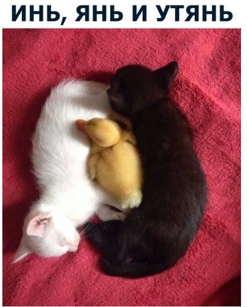 Смешные картинки, мемы и прочее (22 фото) Смешные картинки, мемы и прочее (22 фото)