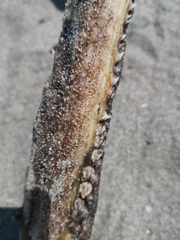 Загадочное существо с «зубастым» хвостом вынесло на побережье (3 фото)