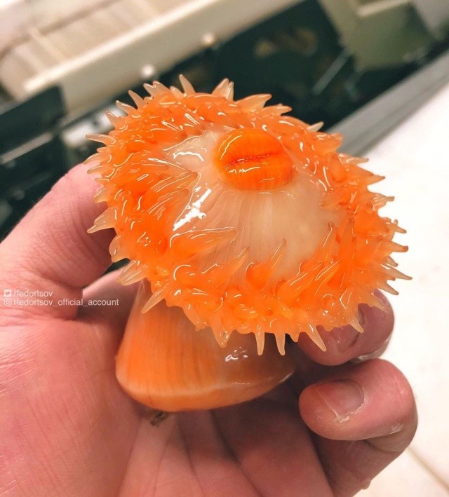 Чудища морских глубин (30 фото)