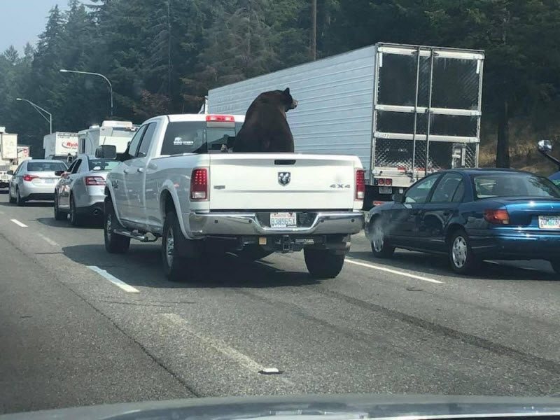 WTF: что тут происходит? (39 фото) WTF: что тут происходит? (39 фото)