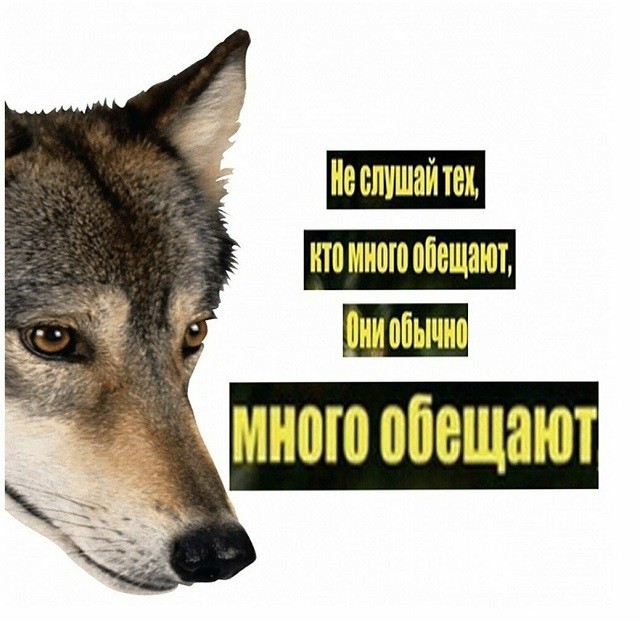 "Пацанская народная мудрость" и цитаты про волков (35 картинок) "Пацанская народная мудрость" и цитаты про волков (35 картинок)