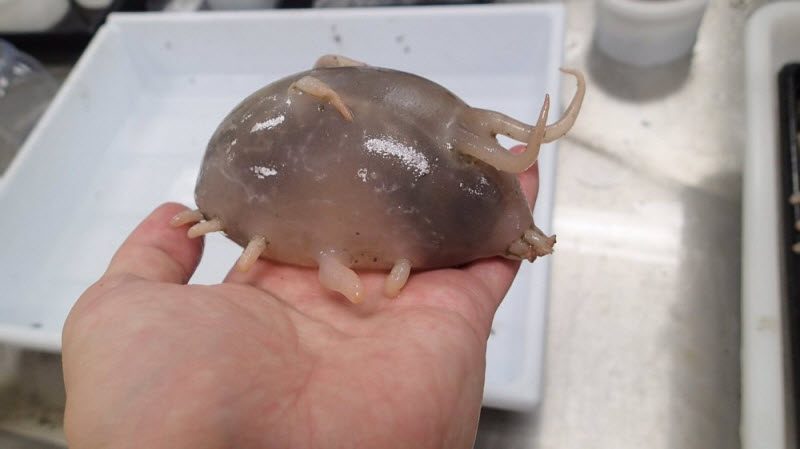 WTF: что тут происходит? (39 фото) WTF: что тут происходит? (39 фото)