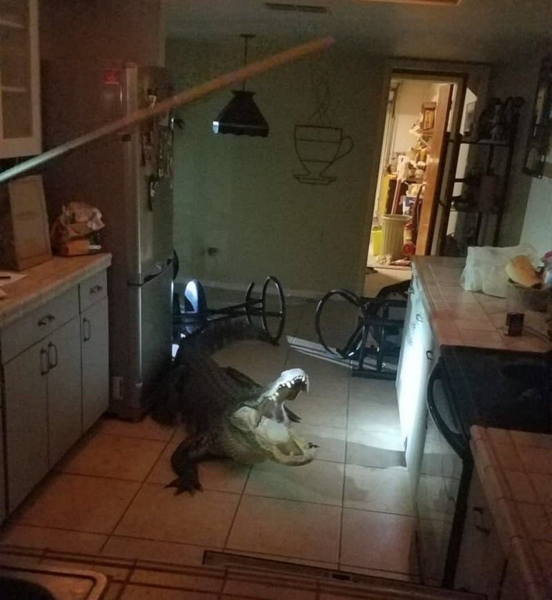 Бывают в жизни огорчения... (40 фото)