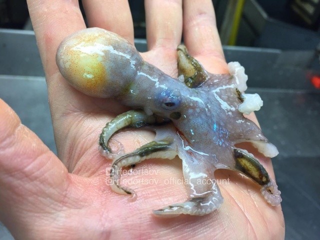 Чудища морских глубин (30 фото)