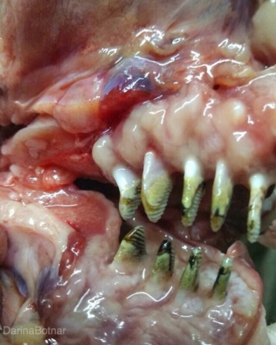 Чудища морских глубин (30 фото)