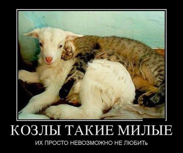 Демотиваторы 2019 года: смешные и свежие