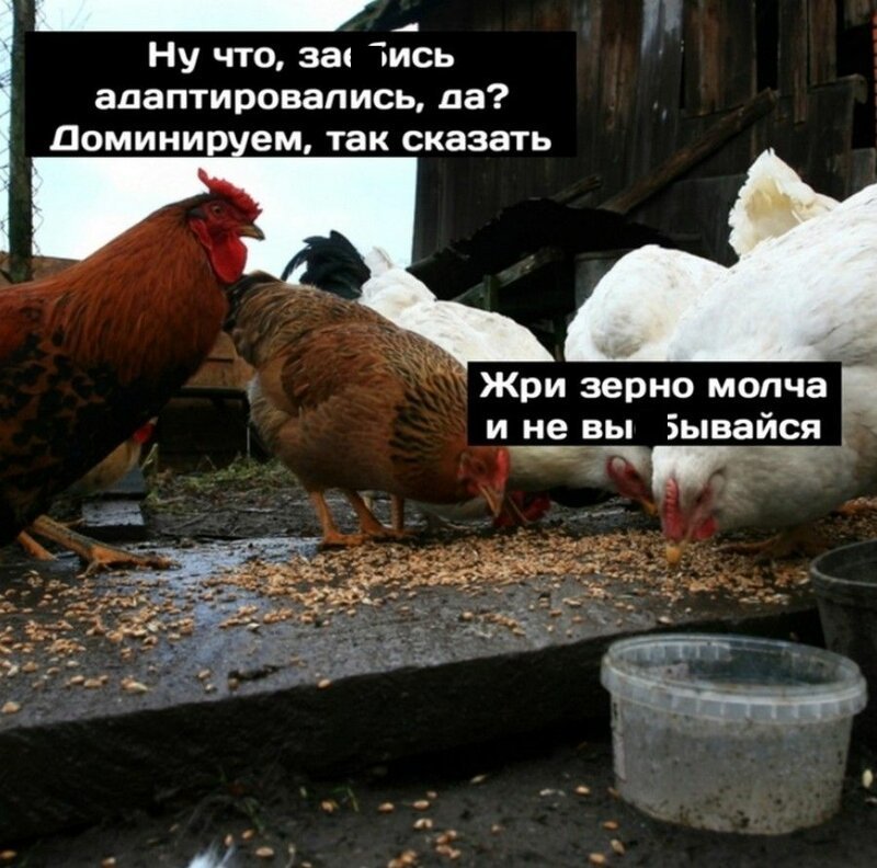 Комикс: Сингулярность, или Адаптировались, да?! (9 фото)