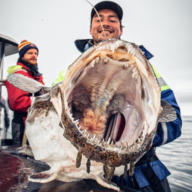 Чудища морских глубин (30 фото)