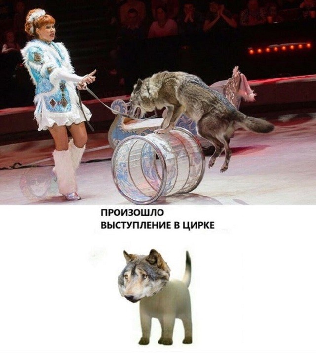 "Пацанская народная мудрость" и цитаты про волков (35 картинок) "Пацанская народная мудрость" и цитаты про волков (35 картинок)