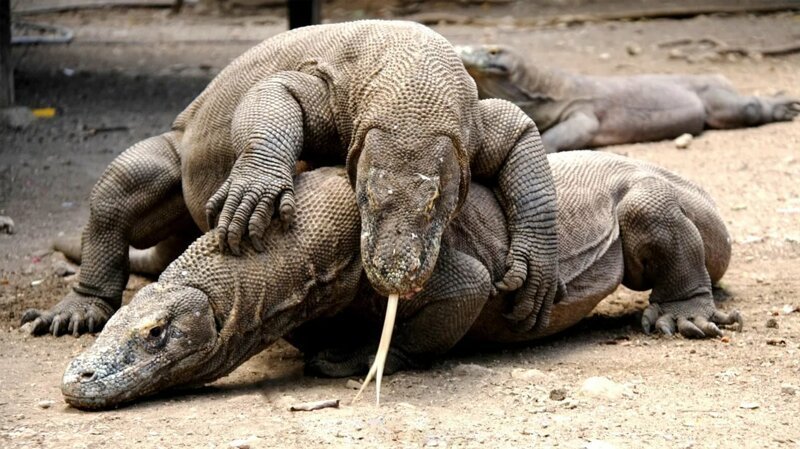 Комодский Дракон: Ешь своих, или съедят тебя (13 фото) Комодский Дракон: Ешь своих, или съедят тебя (13 фото)