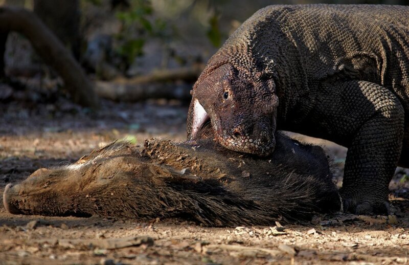 Комодский Дракон: Ешь своих, или съедят тебя (13 фото) Комодский Дракон: Ешь своих, или съедят тебя (13 фото)