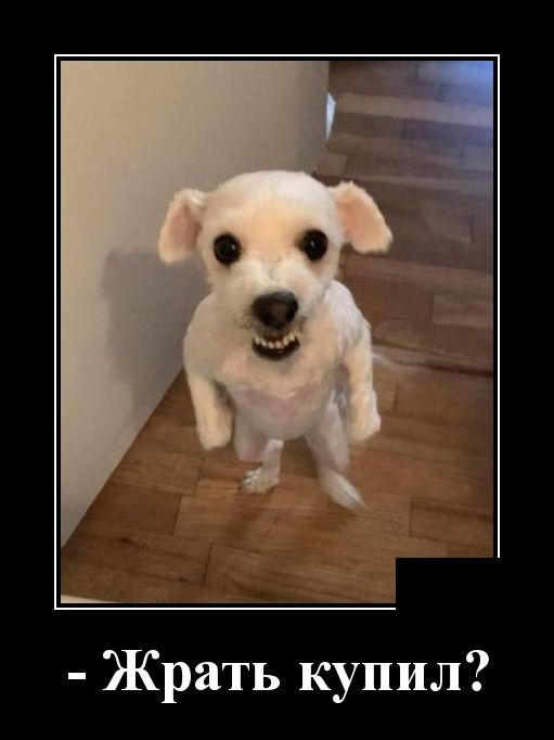 Демотиваторы 2175