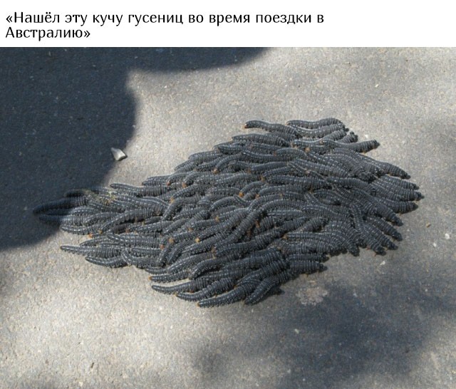 В Австралию ни ногой (20 фото)