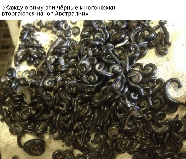 В Австралию ни ногой (20 фото)