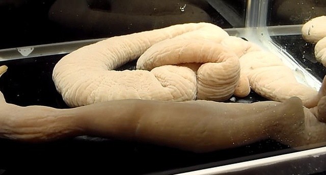 В Японии живут 70-сантиметровые черви (5 фото + видео)