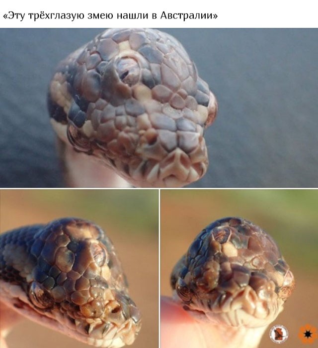 В Австралию ни ногой (20 фото)