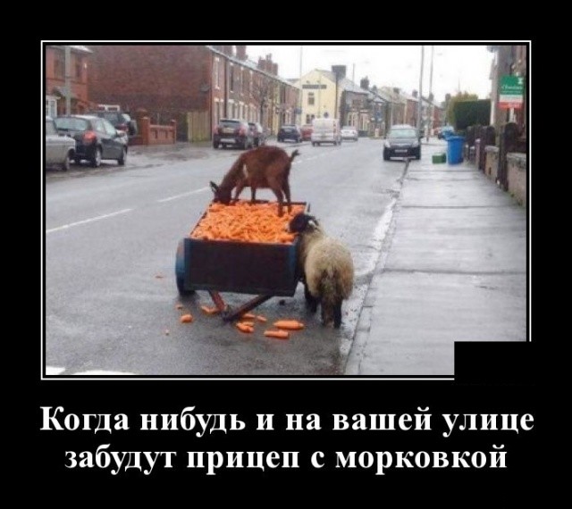 Демотиваторы 2175