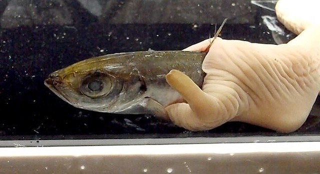 В Японии живут 70-сантиметровые черви (5 фото + видео)