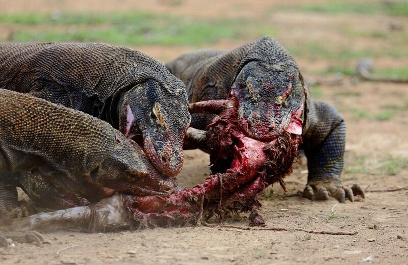 Комодский Дракон: Ешь своих, или съедят тебя (13 фото) Комодский Дракон: Ешь своих, или съедят тебя (13 фото)