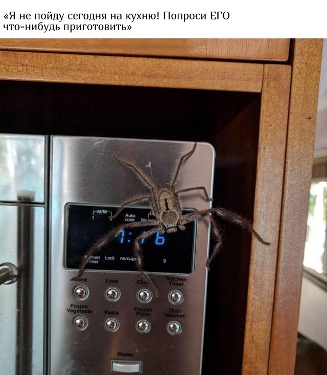 В Австралию ни ногой (20 фото)