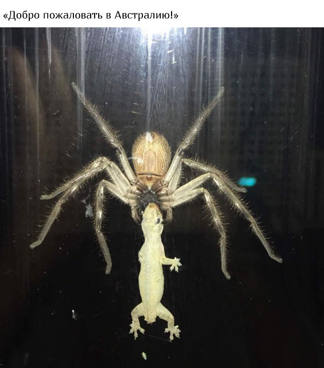 В Австралию ни ногой (20 фото)