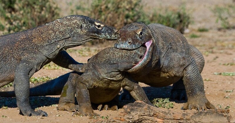 Комодский Дракон: Ешь своих, или съедят тебя (13 фото) Комодский Дракон: Ешь своих, или съедят тебя (13 фото)