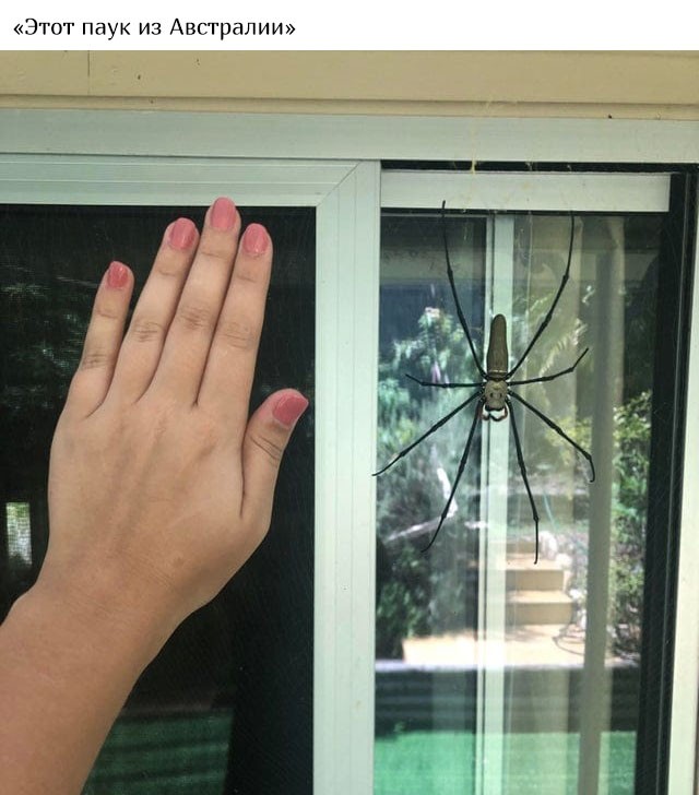 В Австралию ни ногой (20 фото)