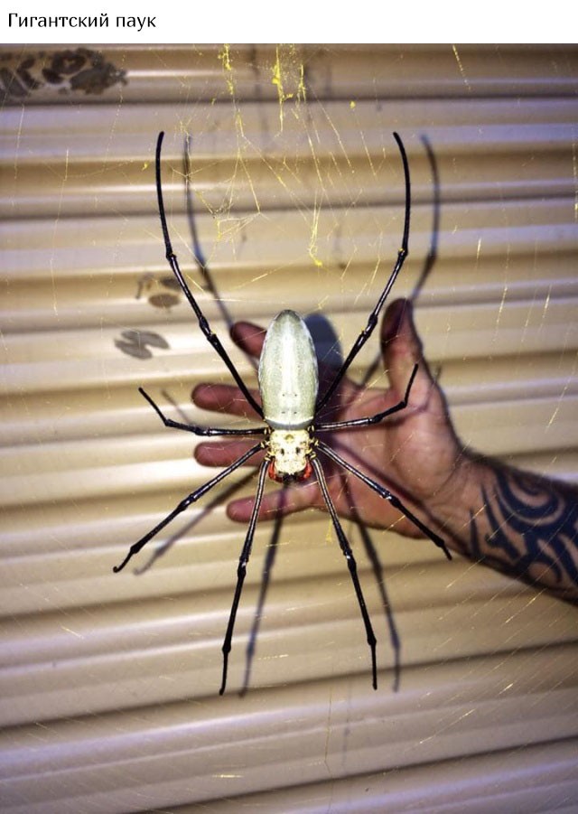 В Австралию ни ногой (20 фото)