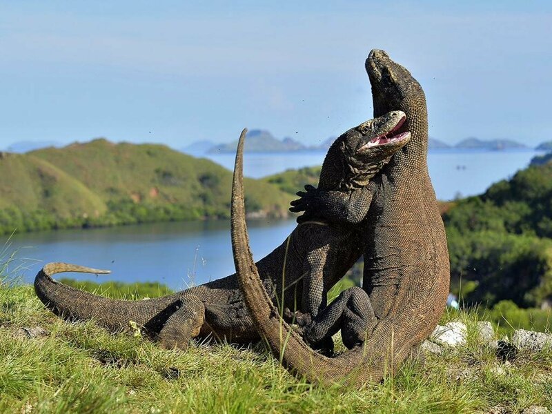 Комодский Дракон: Ешь своих, или съедят тебя (13 фото) Комодский Дракон: Ешь своих, или съедят тебя (13 фото)