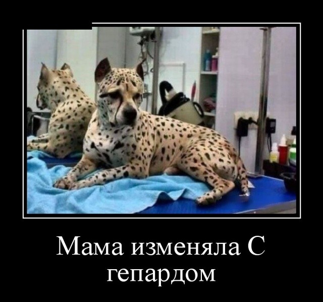 Подборка прикольных демотиваторов про нашу жизнь