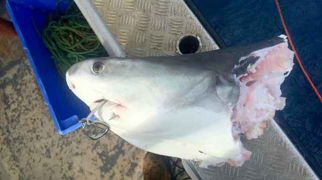 Жестокий мир акул (4 фото + видео)