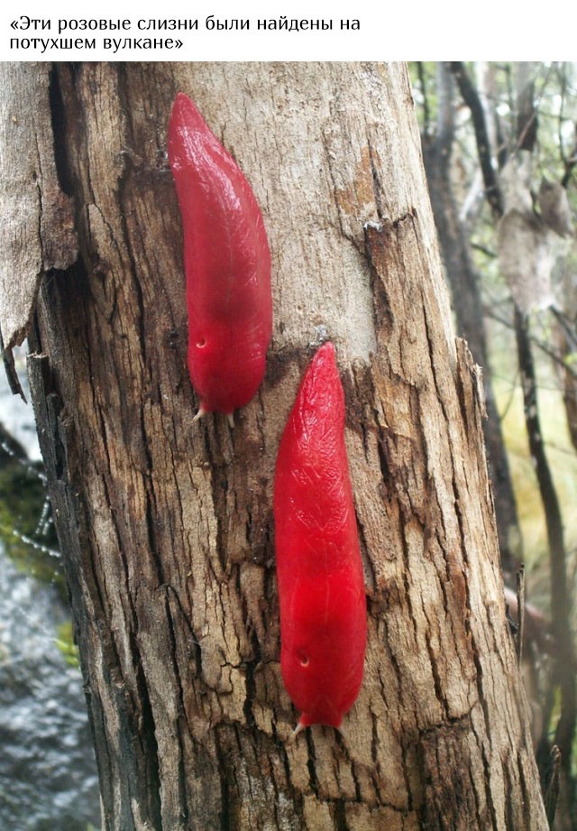 В Австралию ни ногой (20 фото)