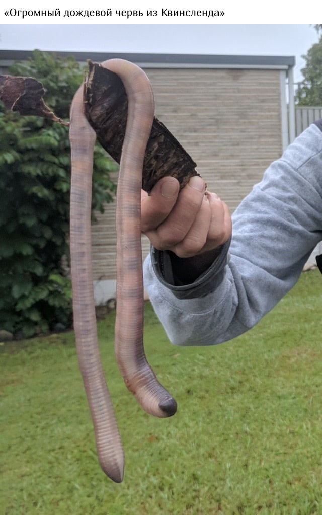 В Австралию ни ногой (20 фото)