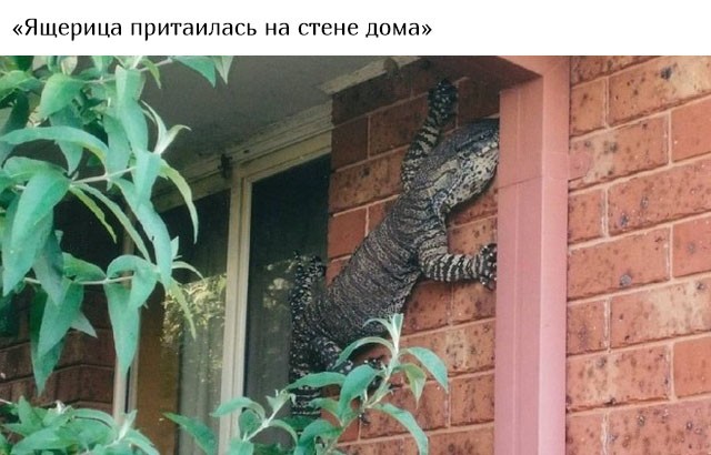 В Австралию ни ногой (20 фото)