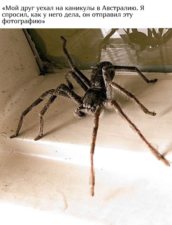 В Австралию ни ногой (20 фото)