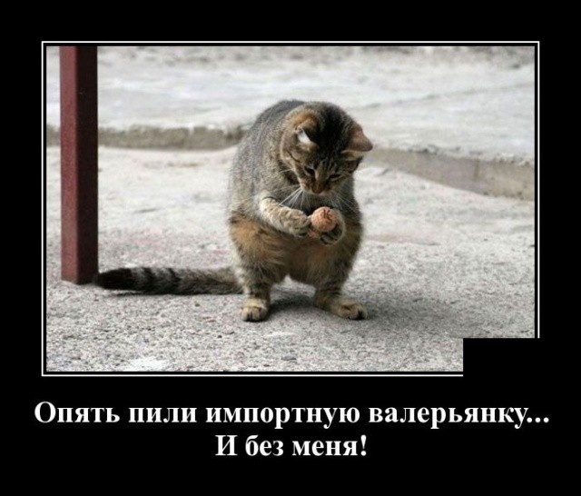 Новые демотиваторы про котов, девушек и идиотов Новые демотиваторы про котов, девушек и идиотов