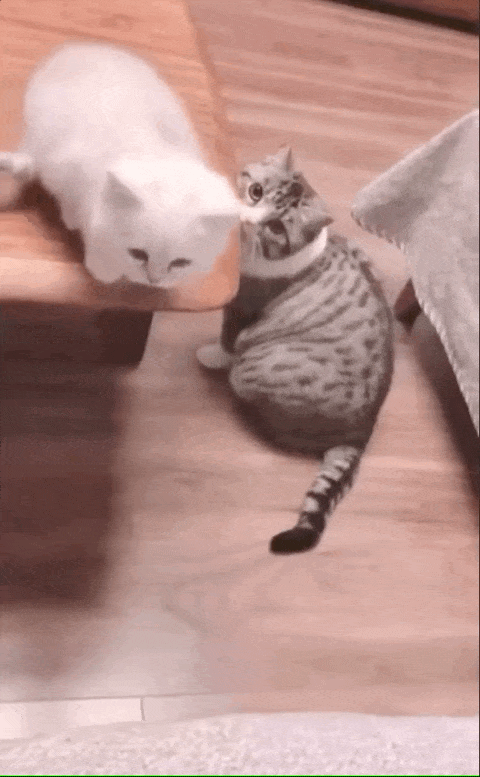 Отцовские рефлексы (14 гифок)